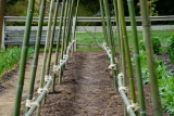 garden teepee trellis – Rated People Blog