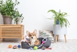 A guide for dog-friendly interior design