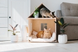 How to prepare your home for a cat